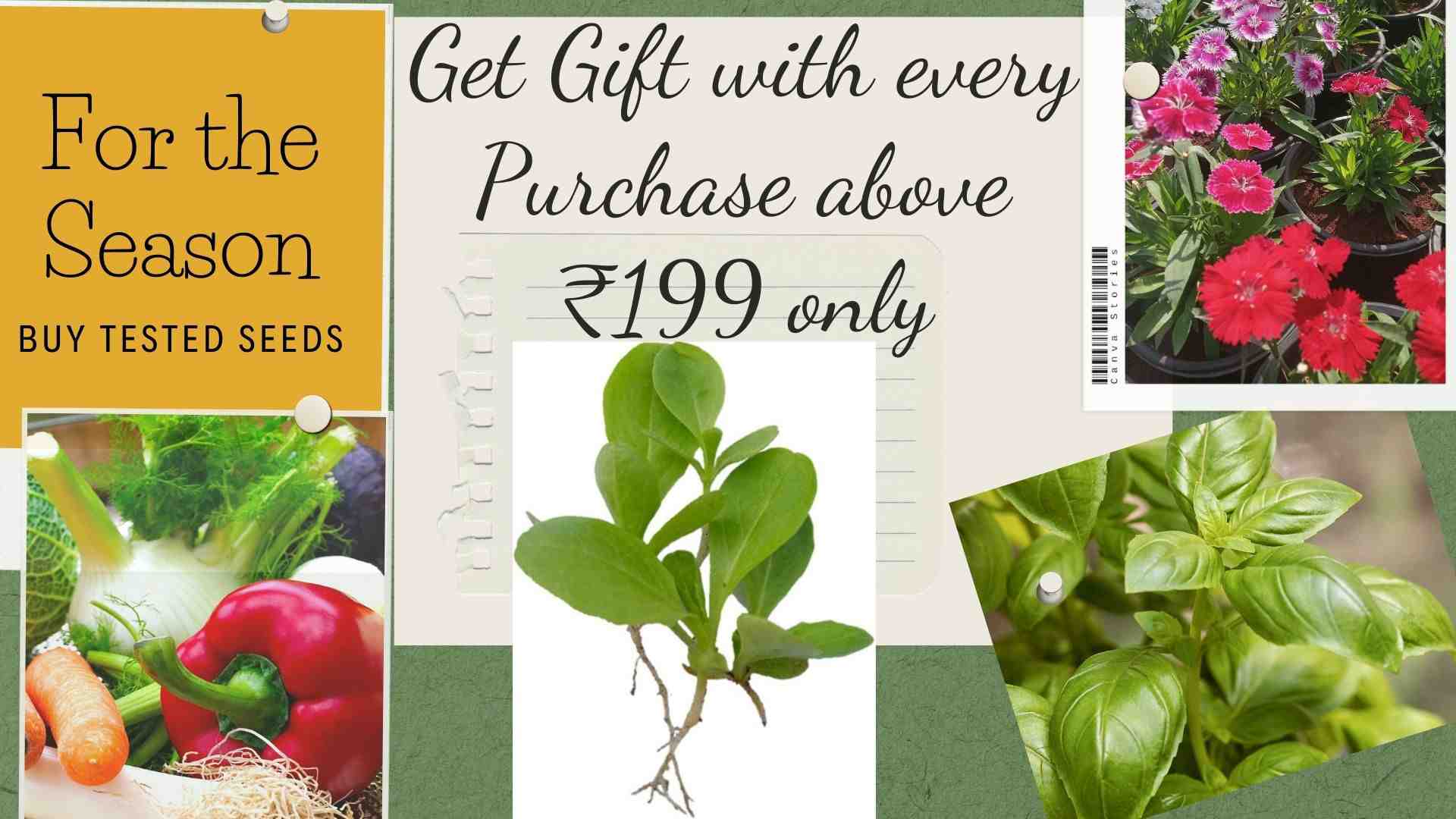 Cultivate Your Dream Garden Today